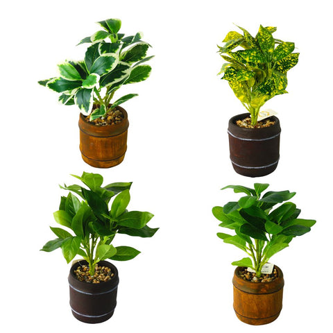 SKYGARDEN 12” INDOOR POTTED CROTON PLANT