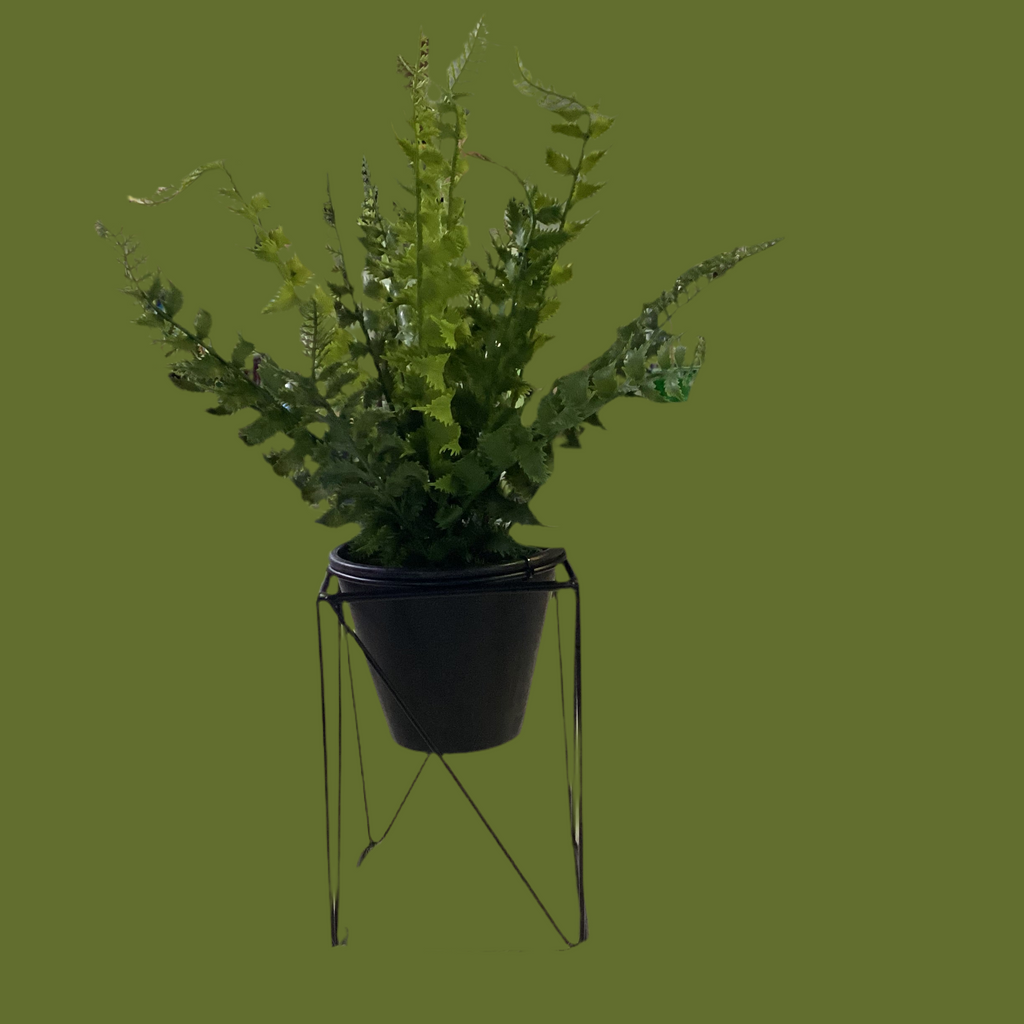 Bonsai fern in stand