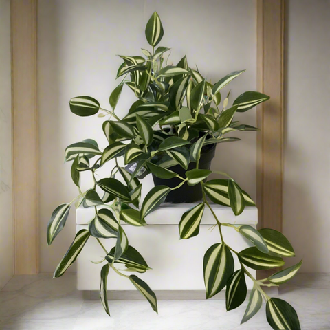 GREEN ZEBRINA IN PLASTIC POT