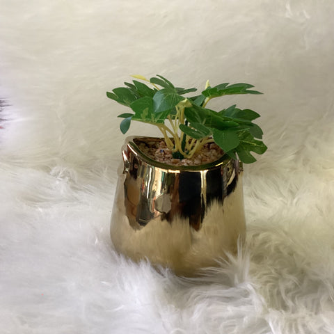 PLANT WITH GOLD POT