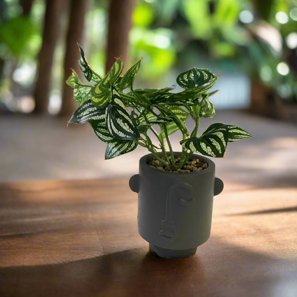CEMENT POT FLOWER PLANT