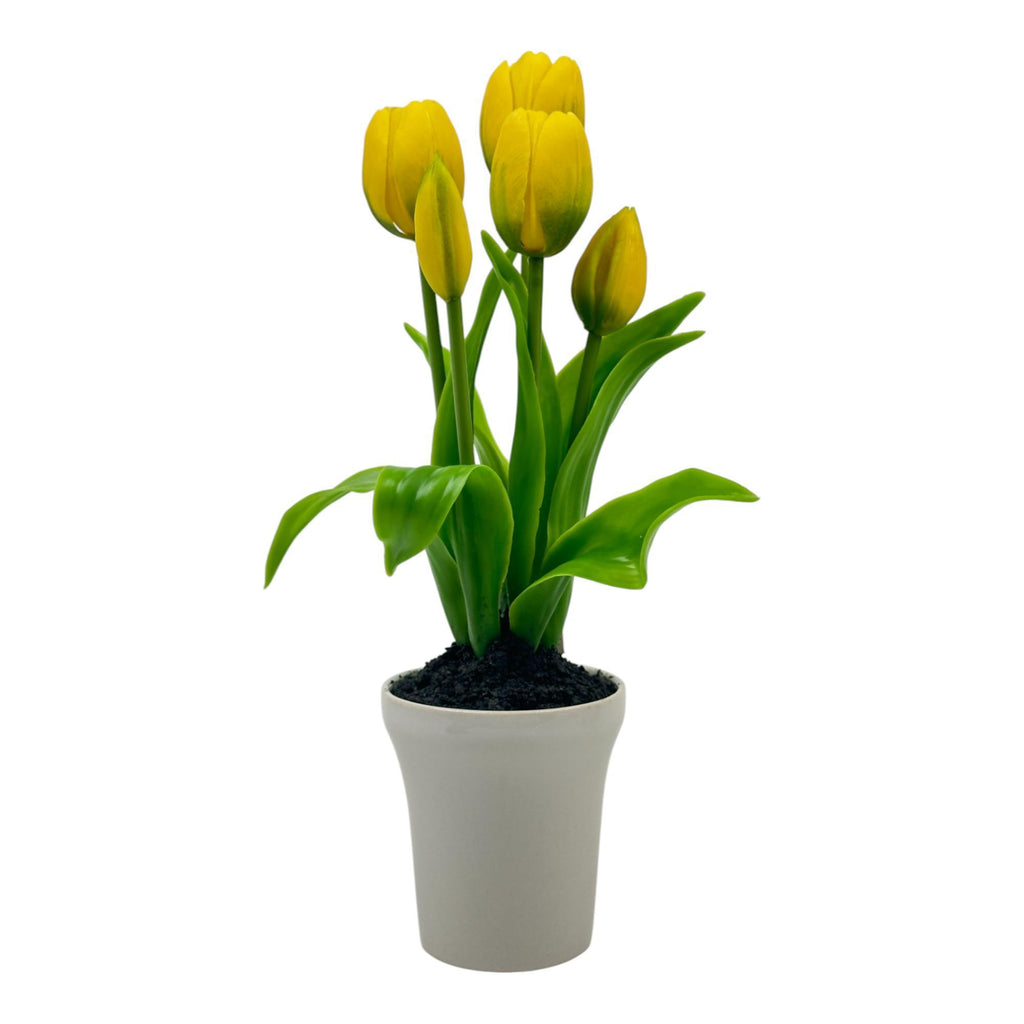 POTTED TULIP WITH CERAMIC POT