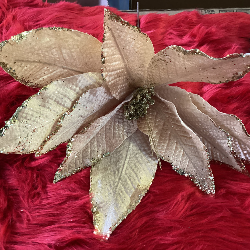 HUGE CREAM & GOLD POINSETTIA