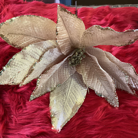 HUGE CREAM & GOLD POINSETTIA