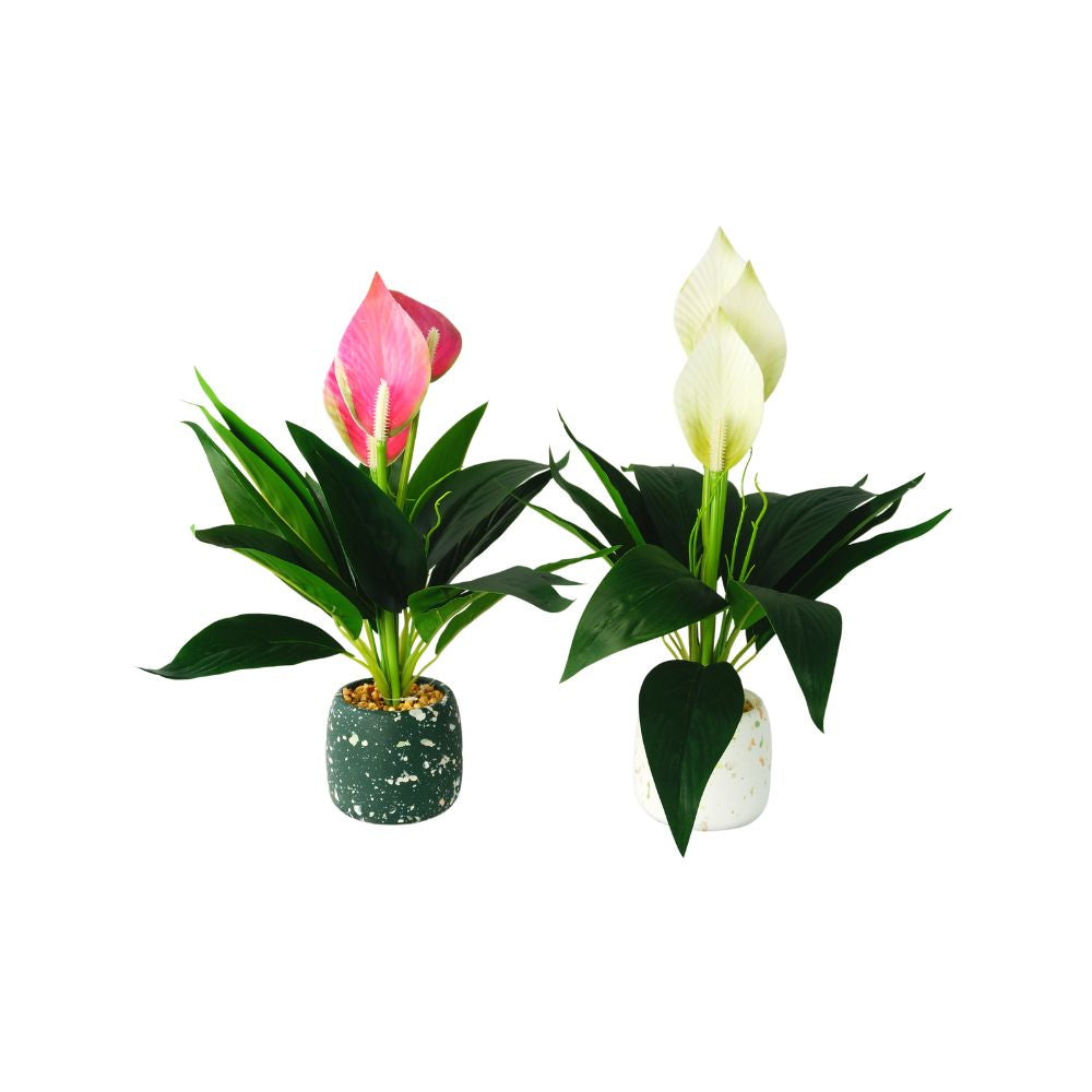 SKYGARDEN 16” INDOOR PLANT PEACE LILY