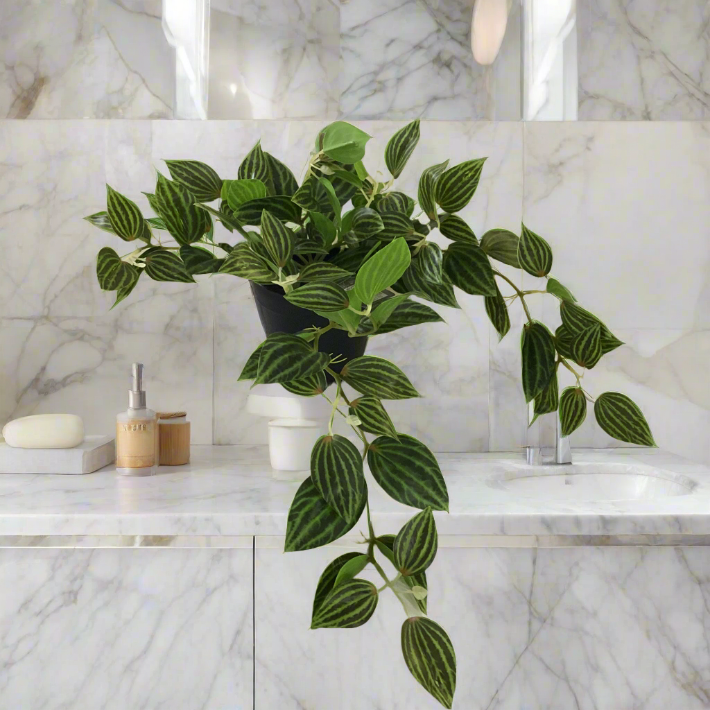 GREEN TRADESCANTIA ZEBRINA IN PLASTIC POT