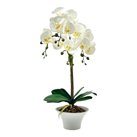 POTTED ORCHID WITH CERAMIC POT
