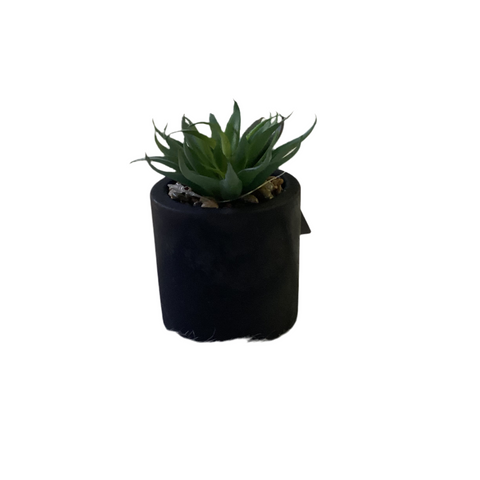 SUCCULENT IN POT