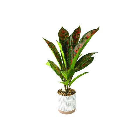 SKYGARDEN 23” INDOOR PINK AGLAONEMA PLANT