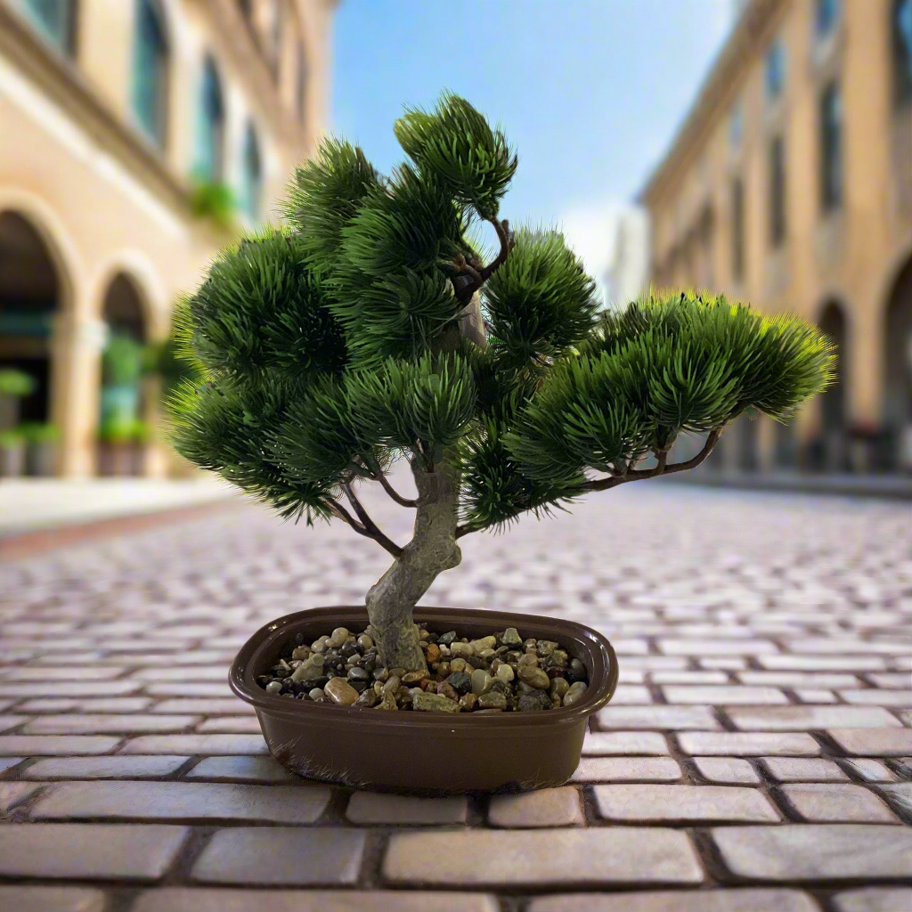 BONSAI PLANT IN POT
