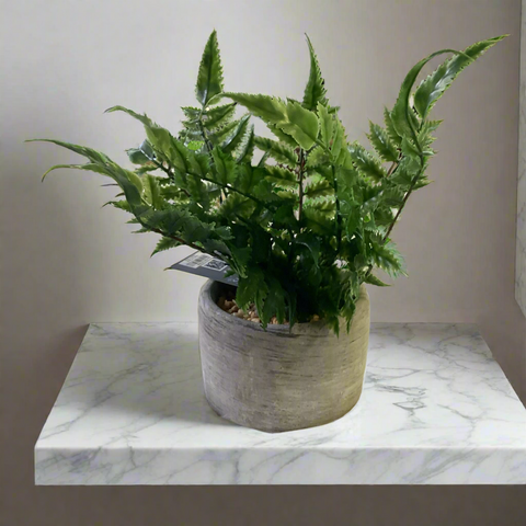 16CM FERN IN POT