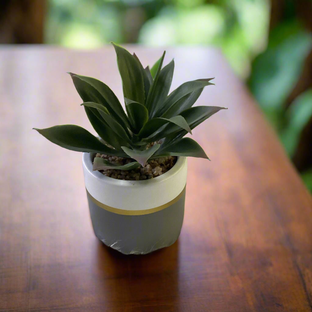 SUCCULENT IN POT