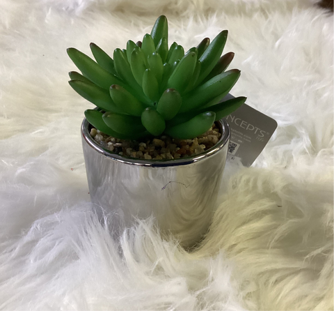 SUCCULENT IN POT