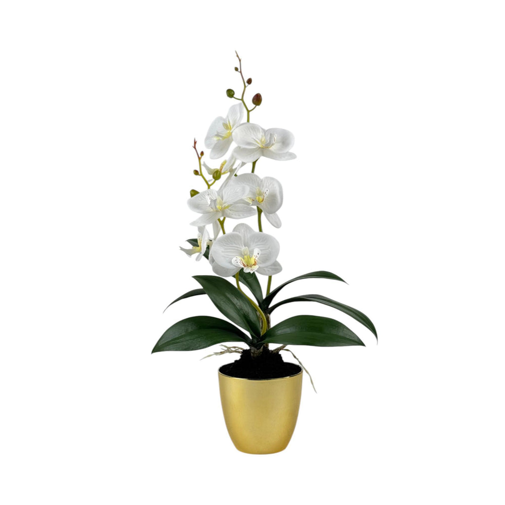 RUBBER POTTED ORCHID WITH PLASTIC