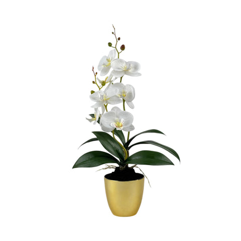 RUBBER POTTED ORCHID WITH PLASTIC