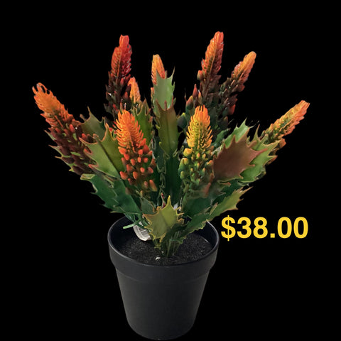 FLOWER SPIKES IN POT
