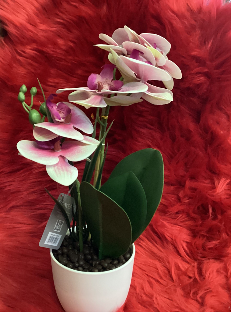 POTTED ORCHID (PINK)