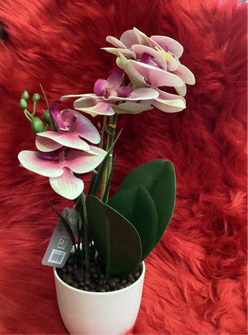 POTTED ORCHID (PINK)