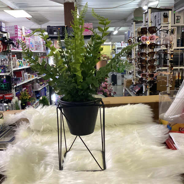 Bonsai fern in stand