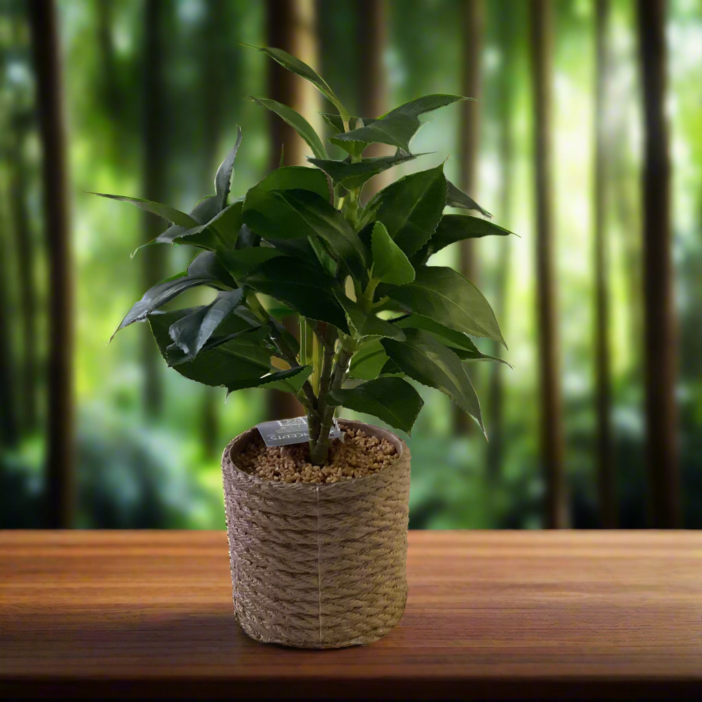 house plant expo POTTED FLOWER PLANT – THE HOME EXPO