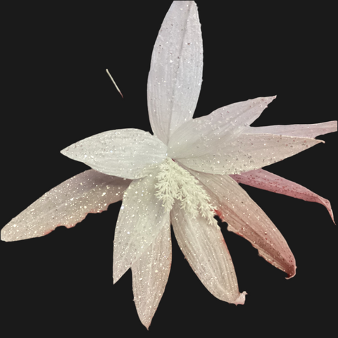 WHITE WITH SILVER HUGE POINSETTIA