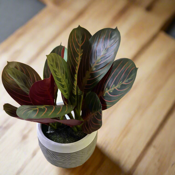 27CM REAL TOUCH MARANTA PLANT IN POT