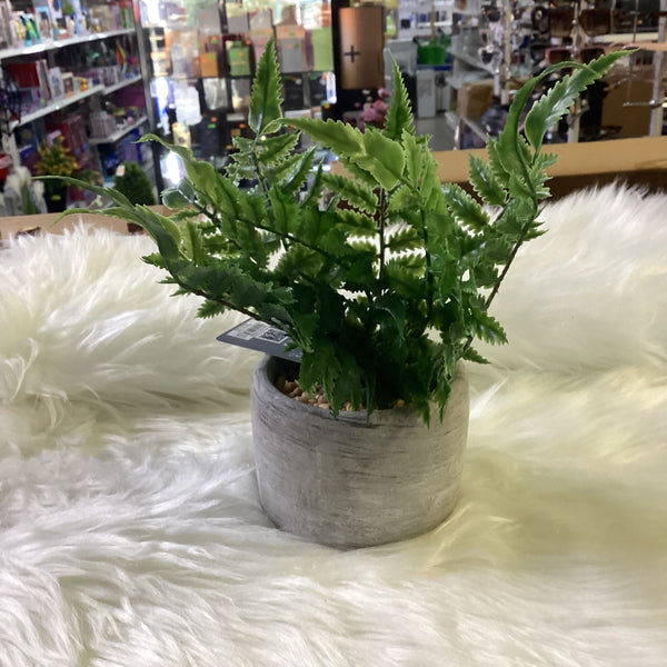 16CM FERN IN POT