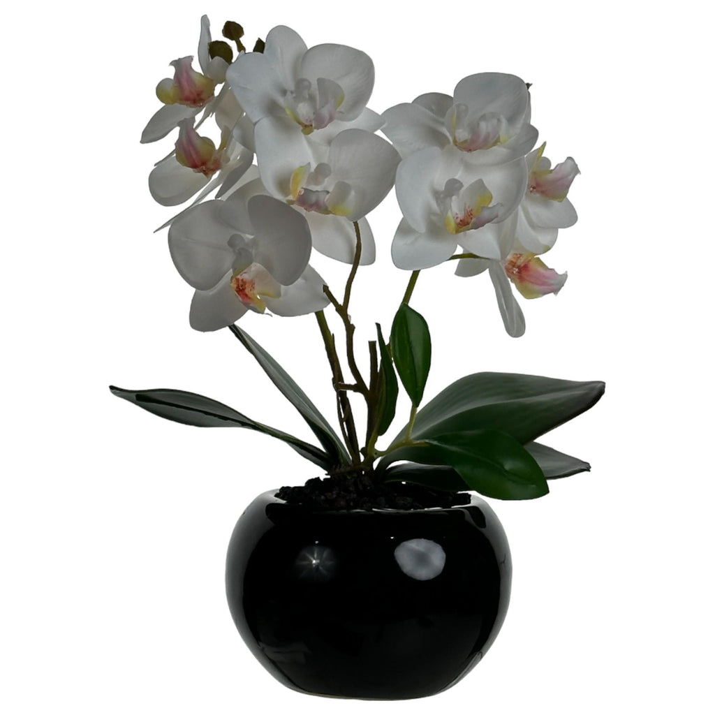 SMALL PHALAENOPSIS IN CERAMIC POT 2 stems