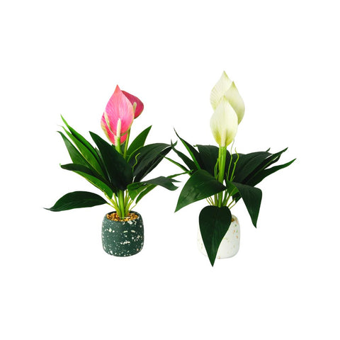 SKYGARDEN 16” INDOOR PLANT PEACE LILY