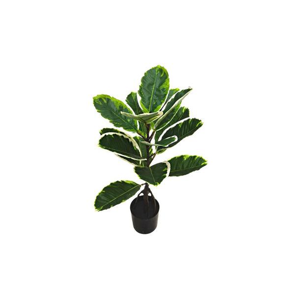 SKYGARDEN VARIEGATED RUBBER PLANT