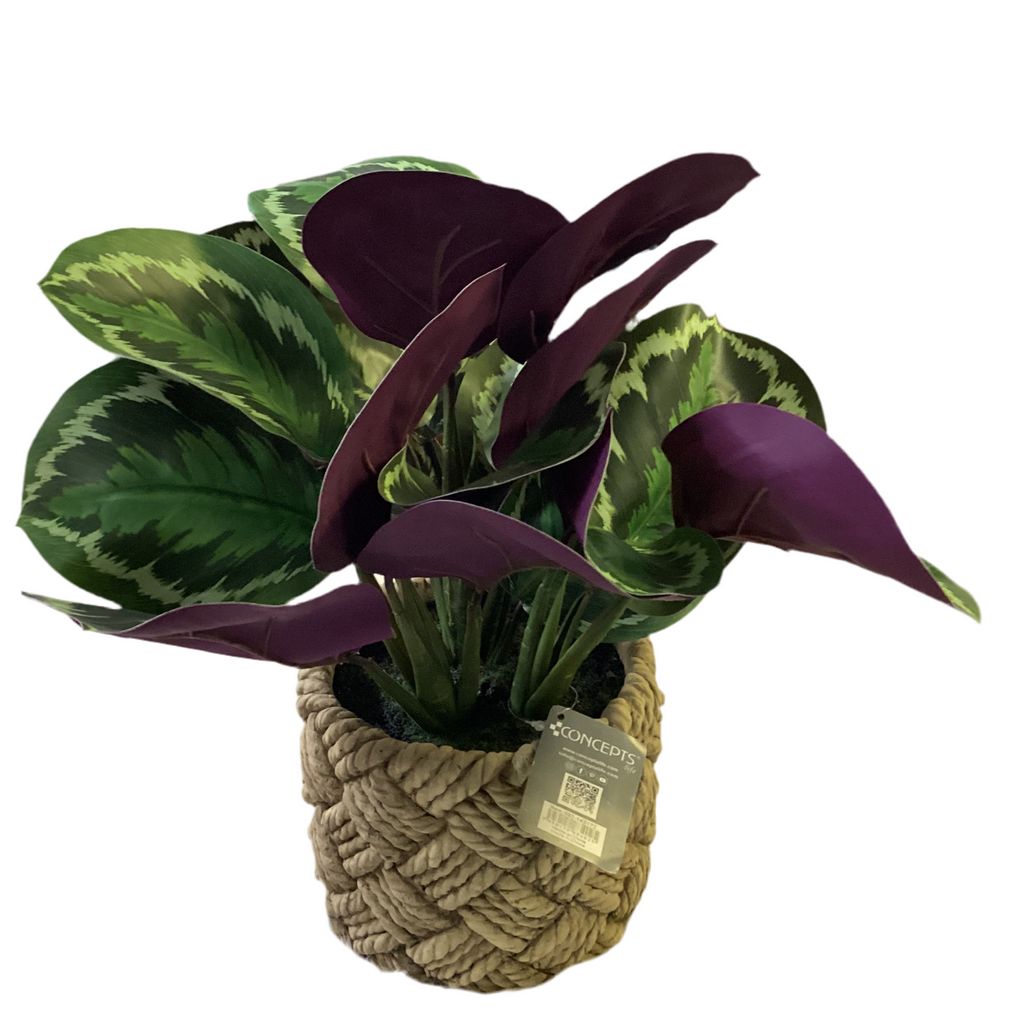 REAL TOUCH CALATHEA PLANT IN POT
