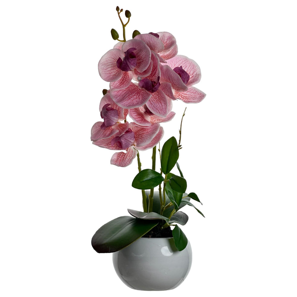 LARGE PHALAENOPSIS IN CERAMIC POT 2 stems