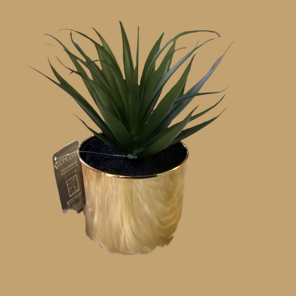 SUCCULENT IN GOLD PLASTIC POT