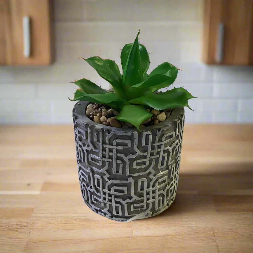 CACTUS IN POT