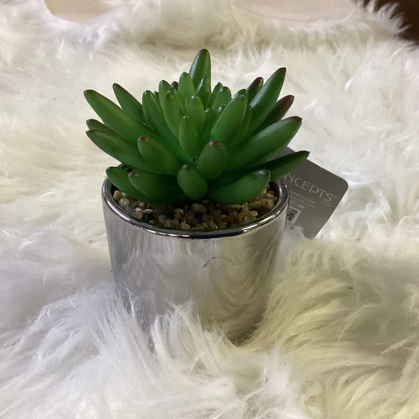 SUCCULENT IN POT