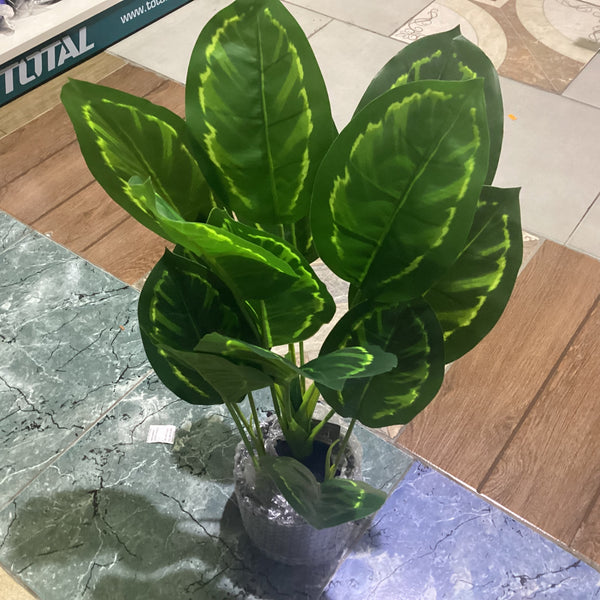 55CM PLANT