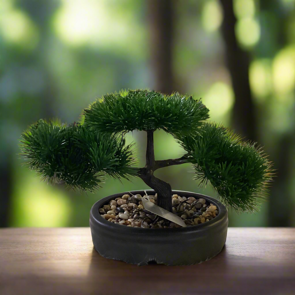 BONSAI PLANT