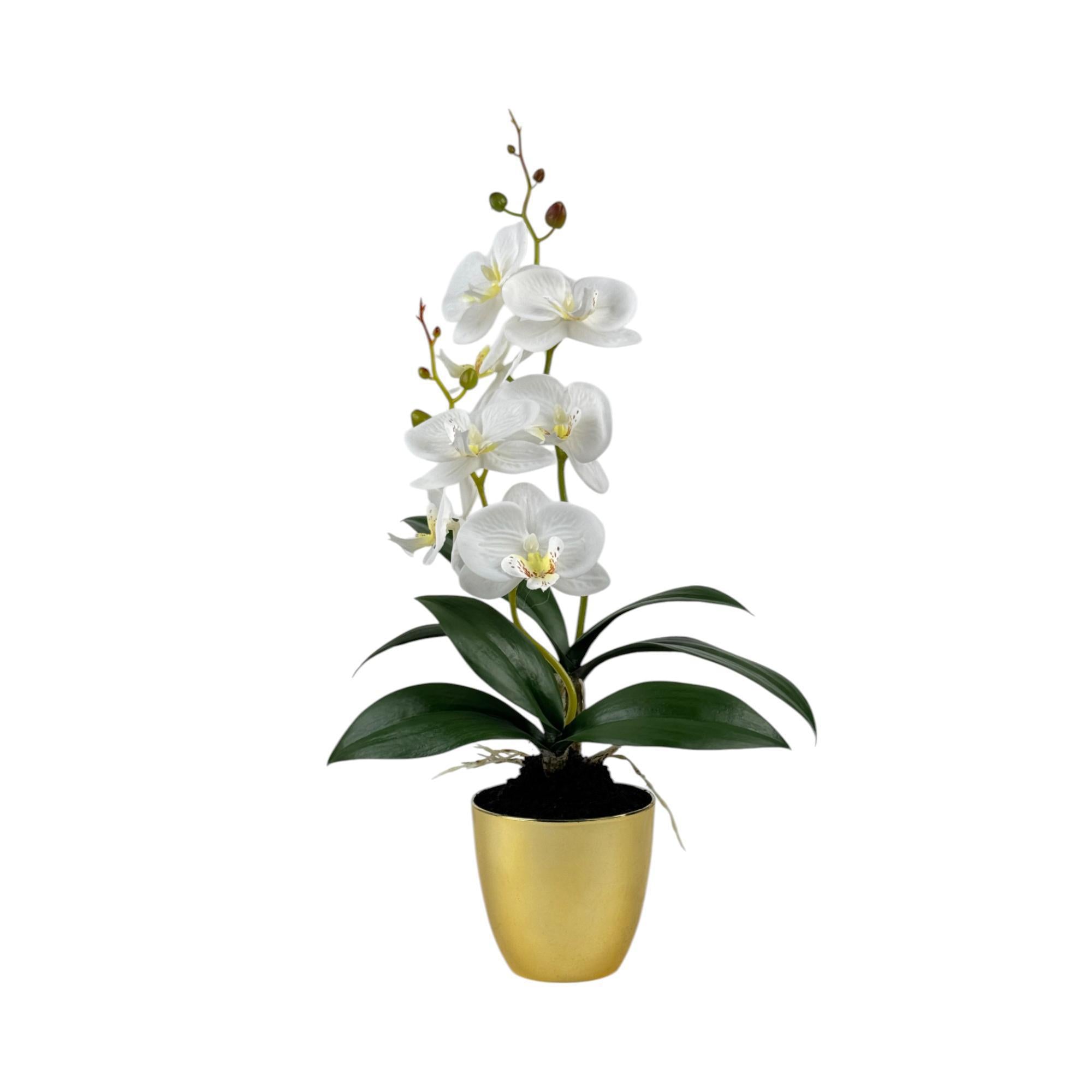 RUBBER POTTED ORCHID WITH PLASTIC – THE HOME EXPO