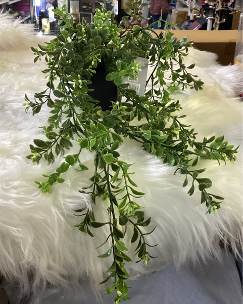 DECORATIVE GRASS IN POT HANGING