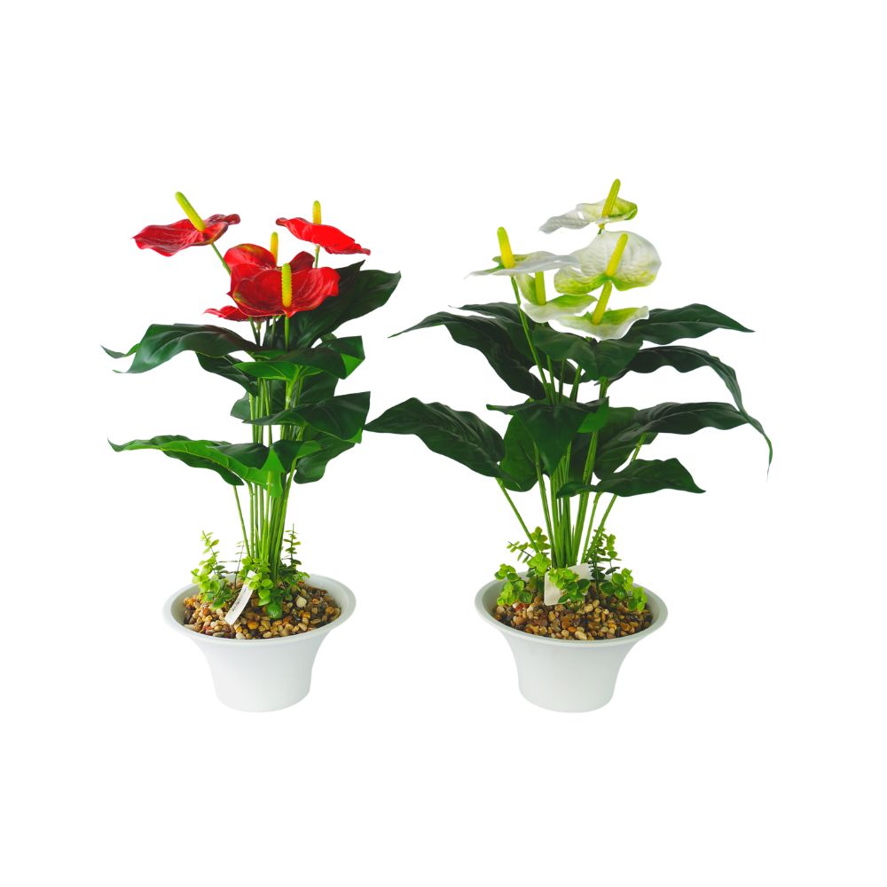 anthurium esposizione SKYGARDEN 19” ANTHURIUM LILY (Red) – THE HOME EXPO