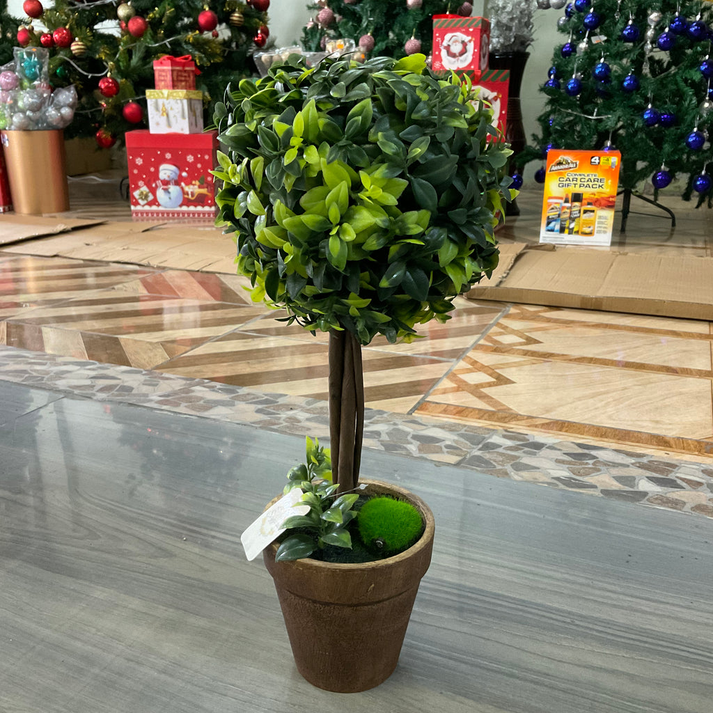 INDOOR BALL TOPIARY PLANT