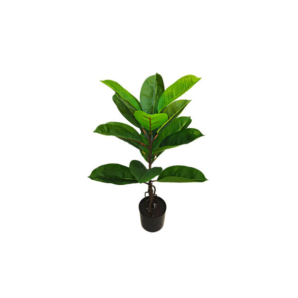 SKYGARDEN COMMON RUBBER PLANT FICUS ELASTICA